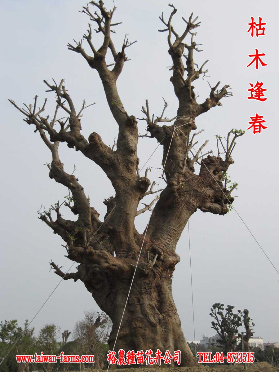 枯木逢春