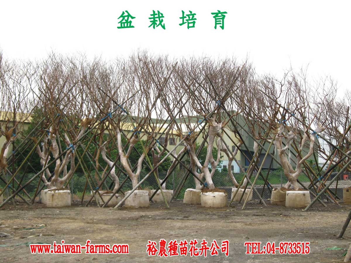 樹木醫