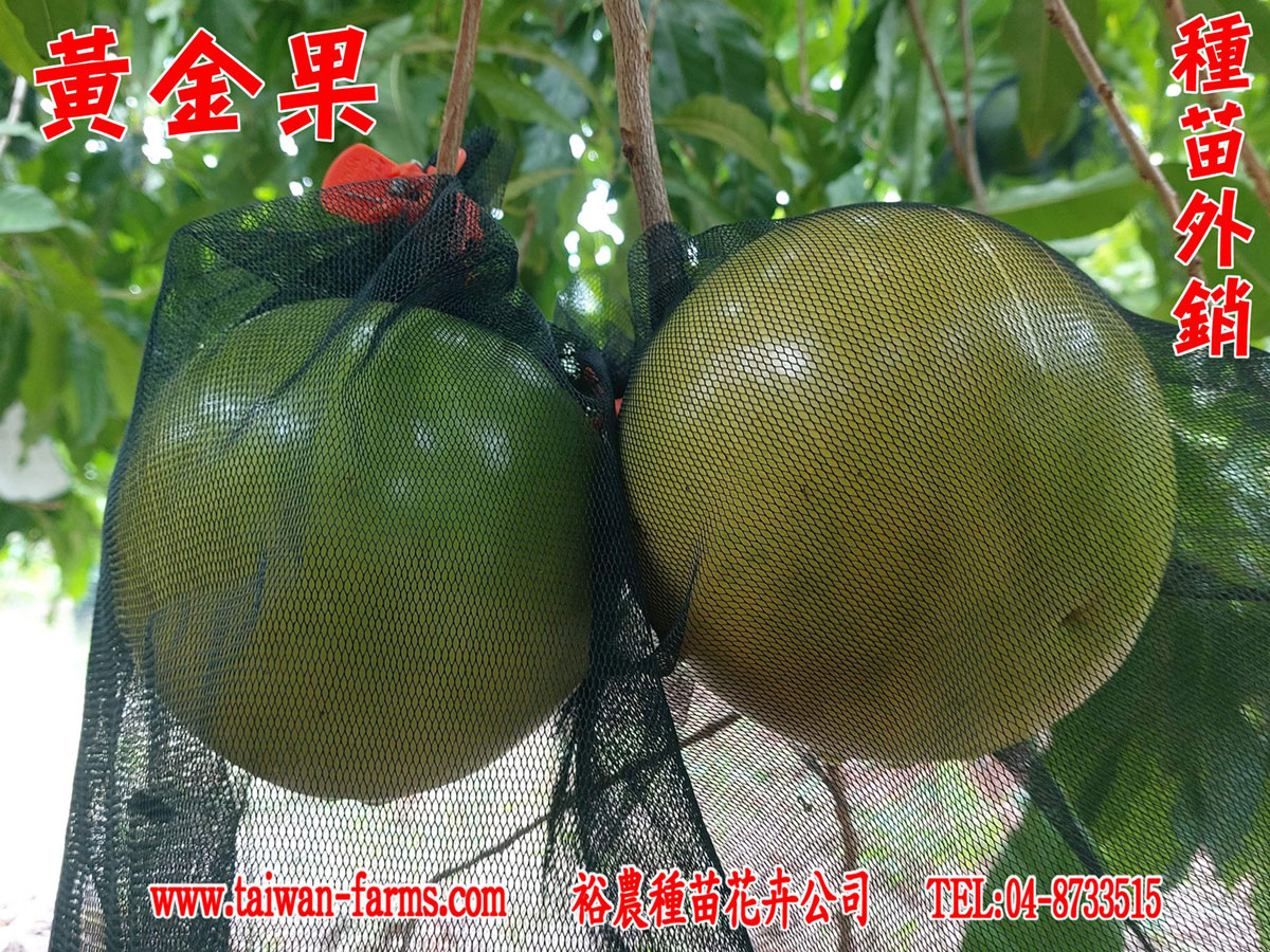 黃金果,黃金果種苗外銷