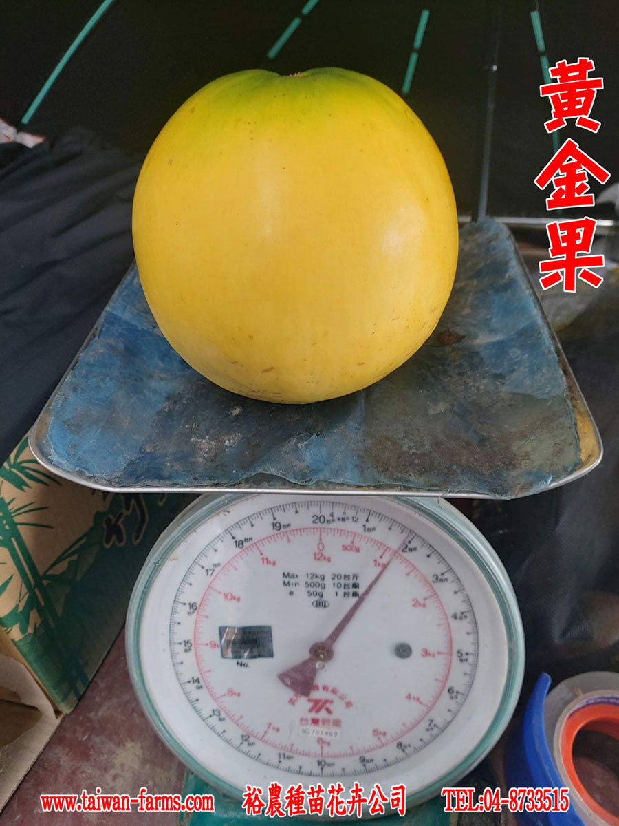 黃金果 紮實果重